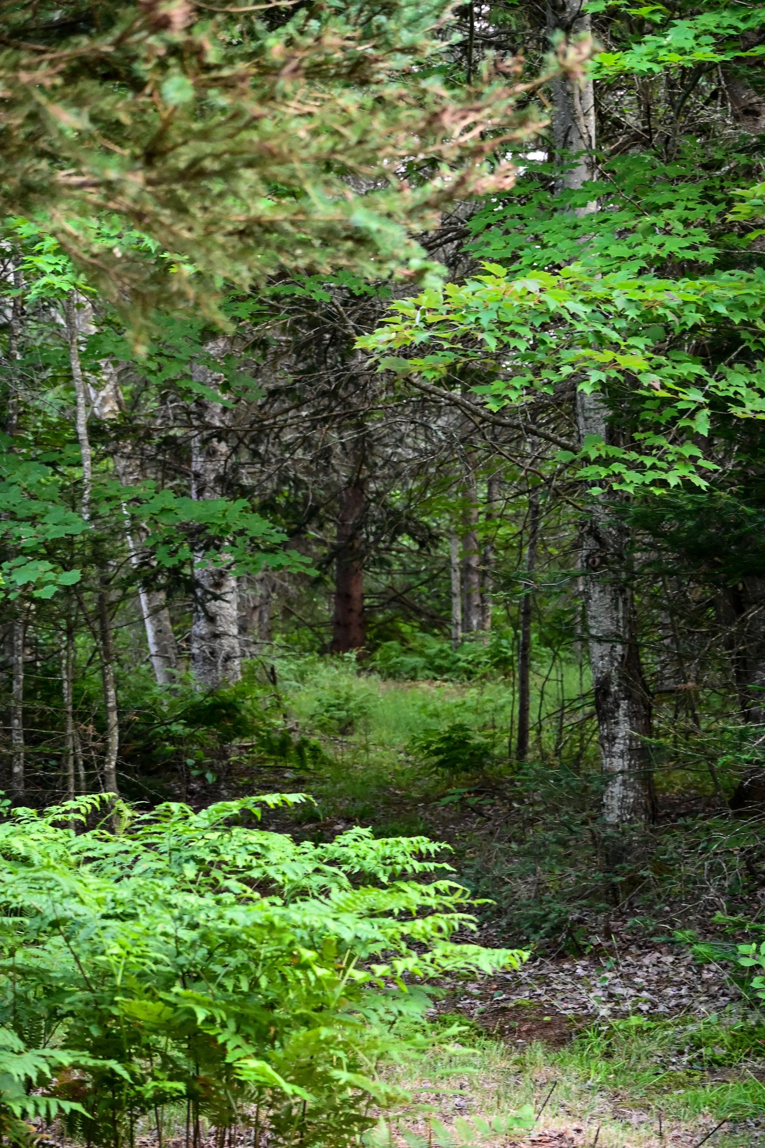DSC_4214.jpg
