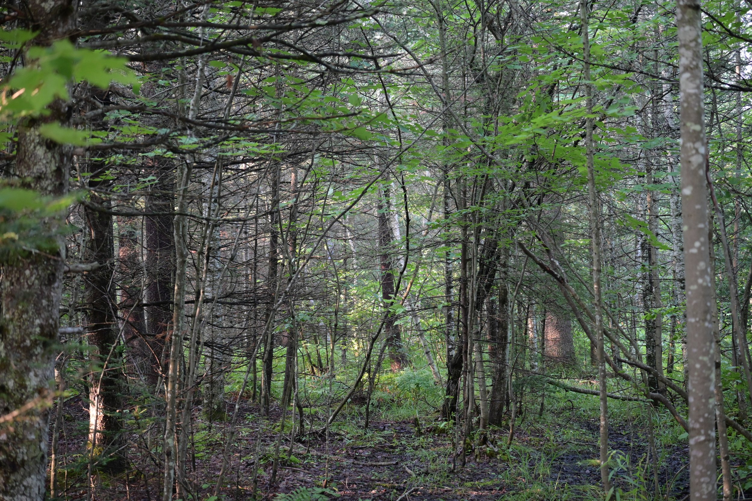 DSC_4481.jpg