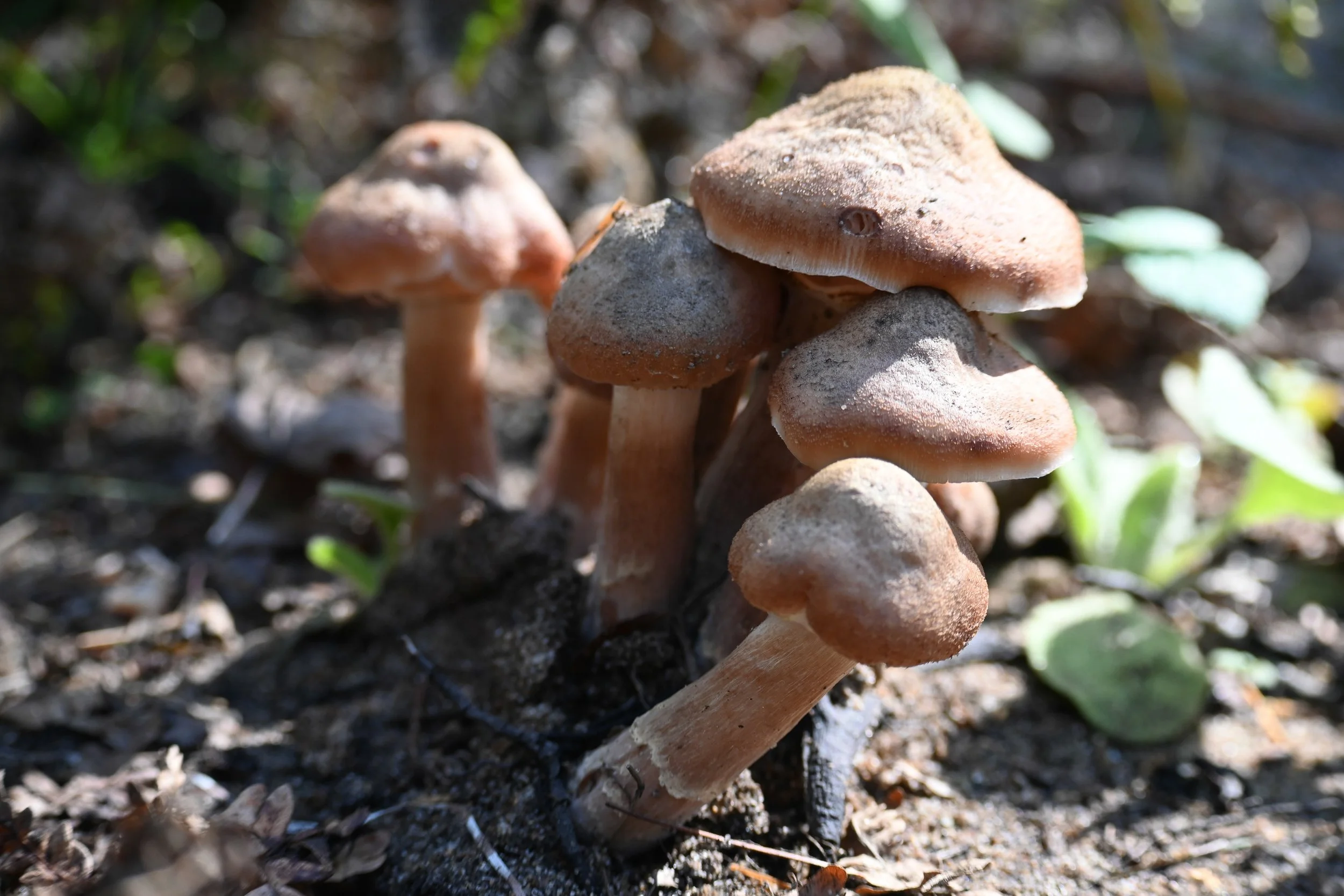DSC_5522.jpg