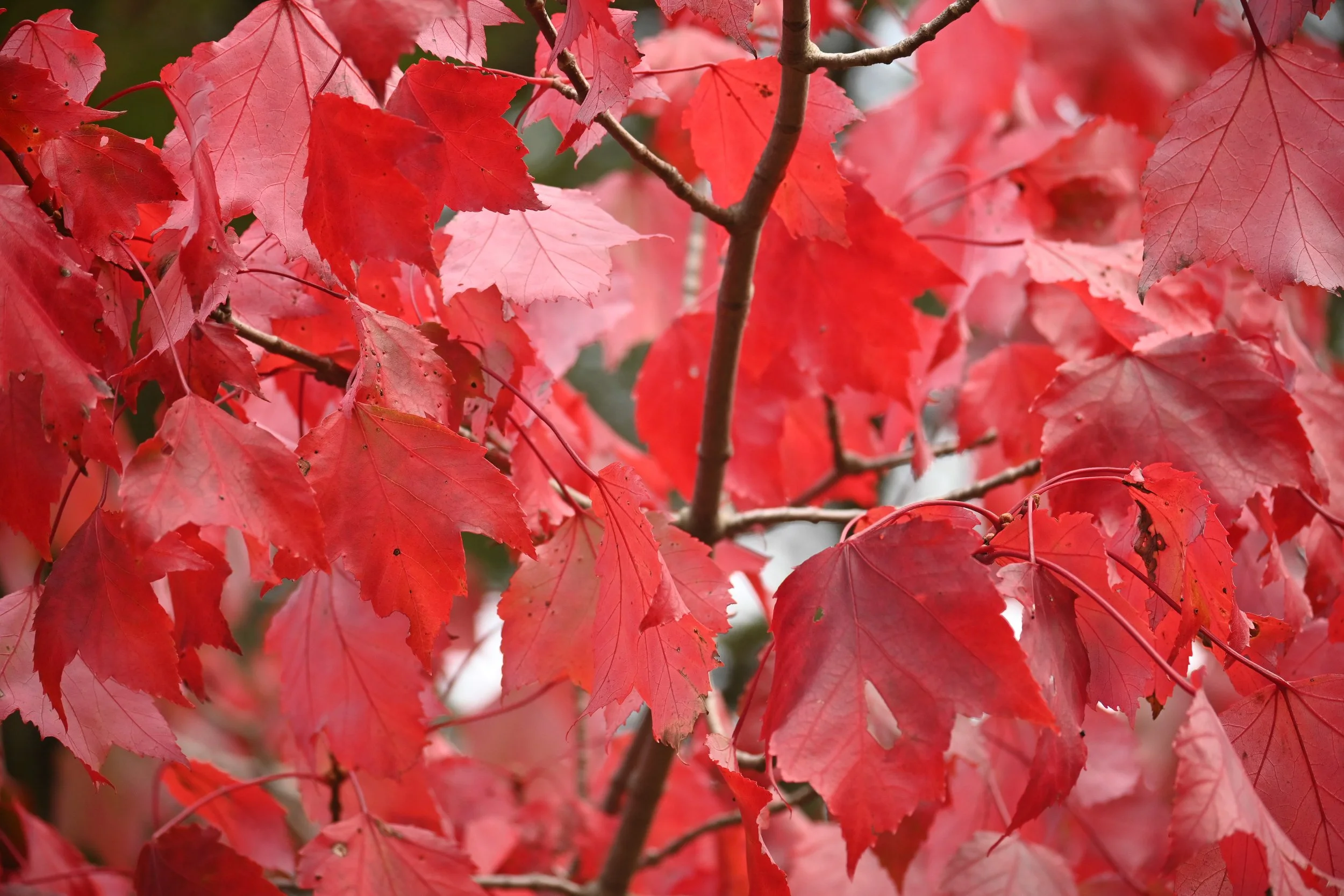 DSC_5640.jpg