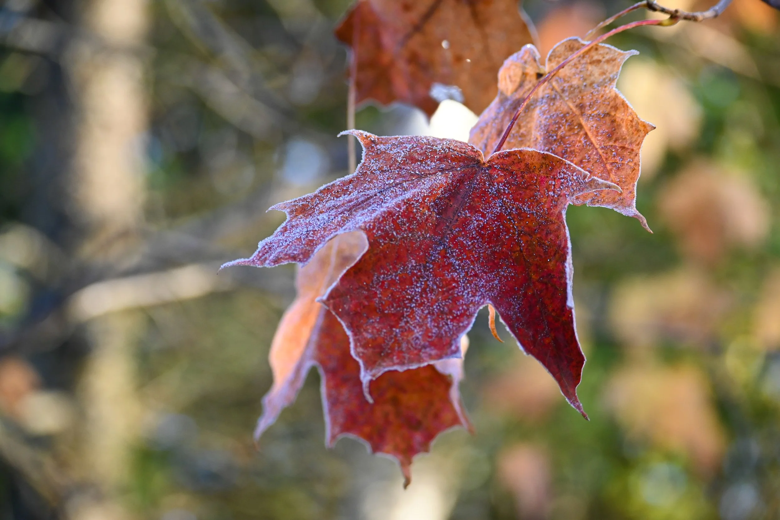DSC_6285.jpg
