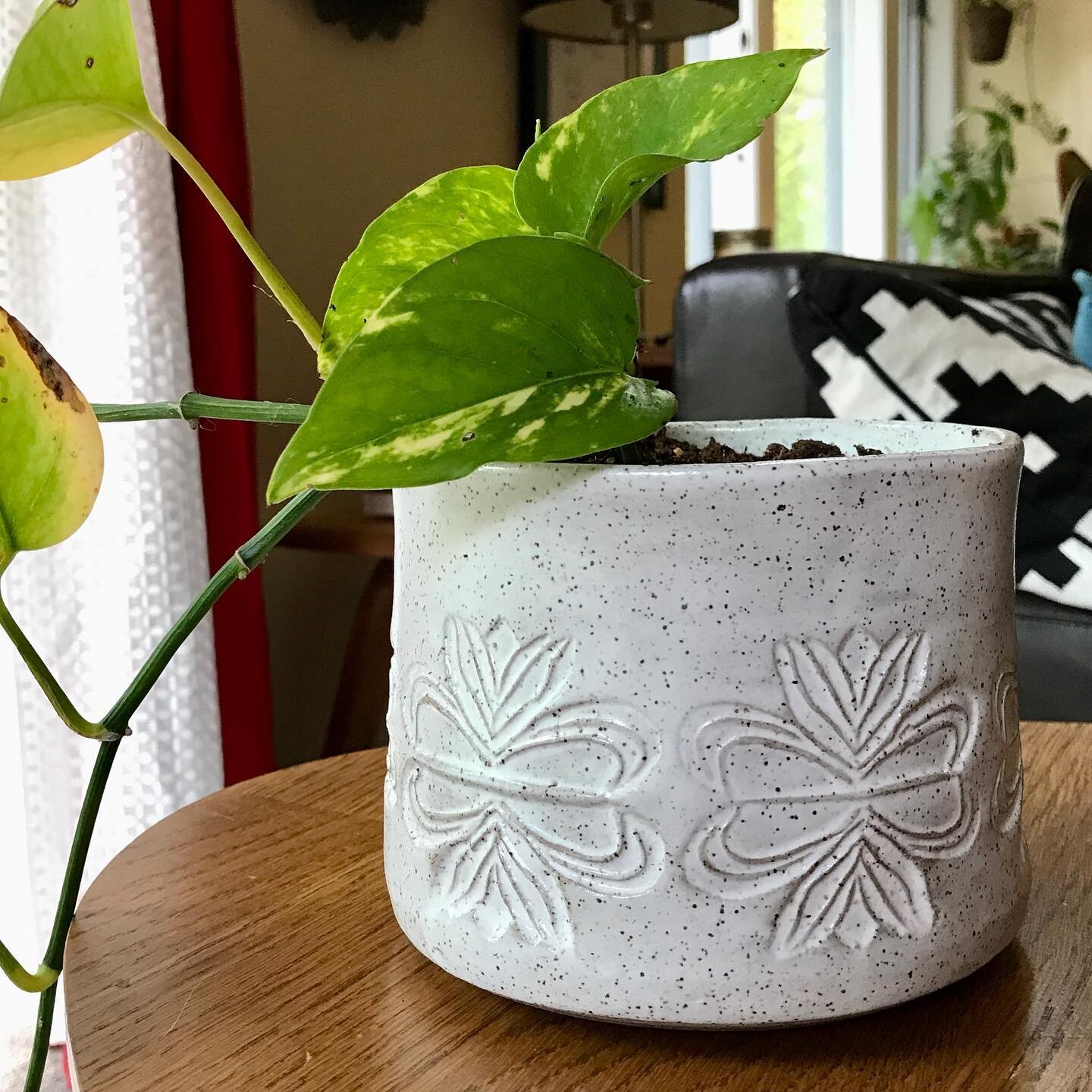 Fall is here, so it&rsquo;s back inside for this old friend. Repotted in one of the small planters and ready for some winter coziness. 
My planters do not have drainage holes, so they are perfect for plant friends who like long stretches between wate