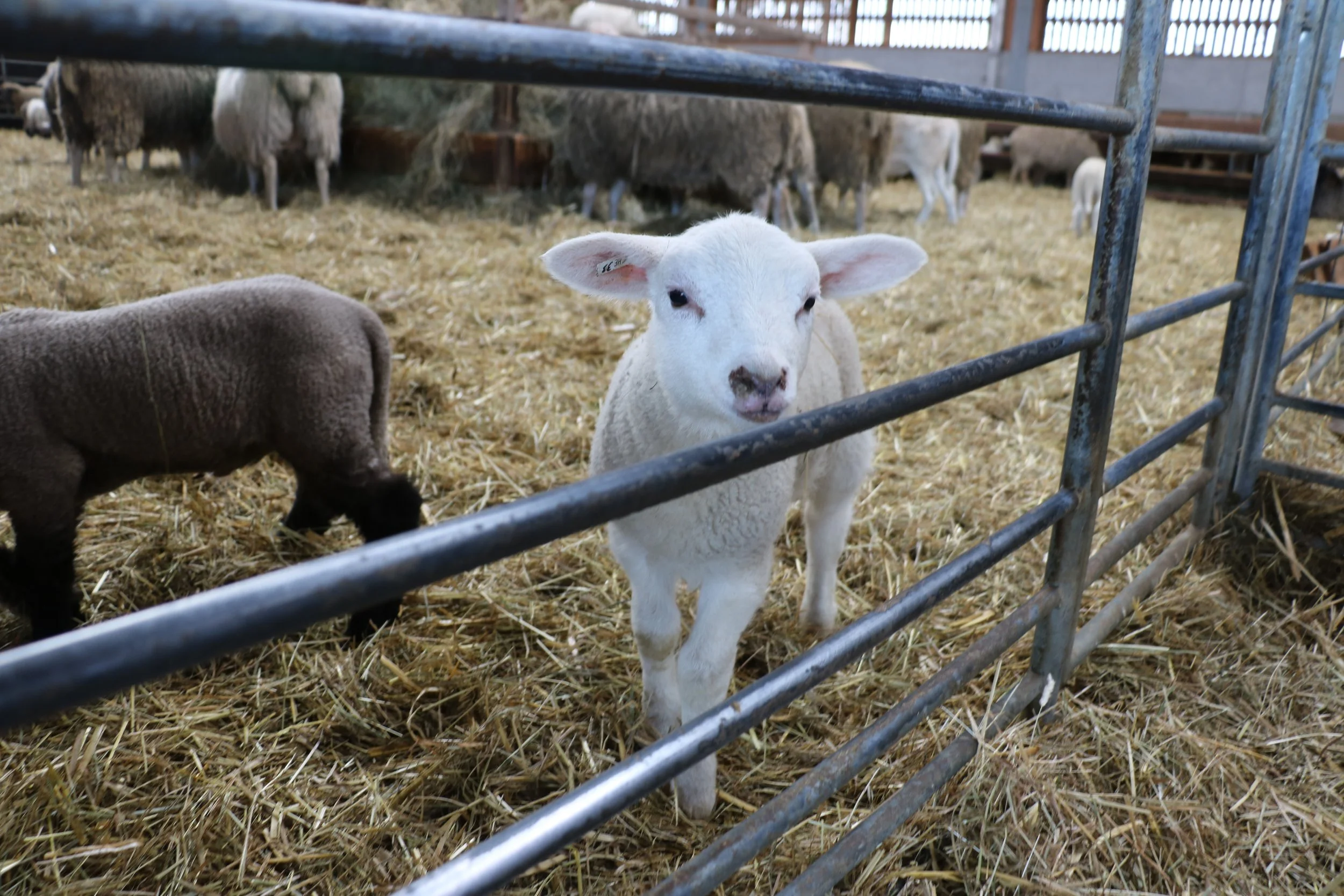  Ausflug der Vorschulkinder auf den Familienbetrieb Heller &amp; Herder in Oppershofen