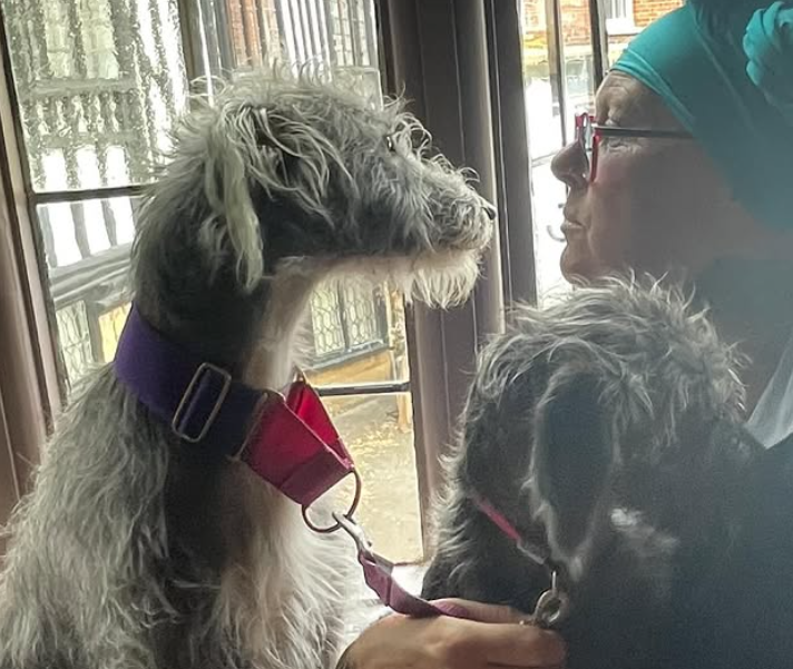 A woman with glasses and a turquoise headscarf is close to two dogs, one large with gray and white fur and the other smaller with darker fur. The large dog is looking at the woman while the woman is looking at the larger dog. They are inside near a window.