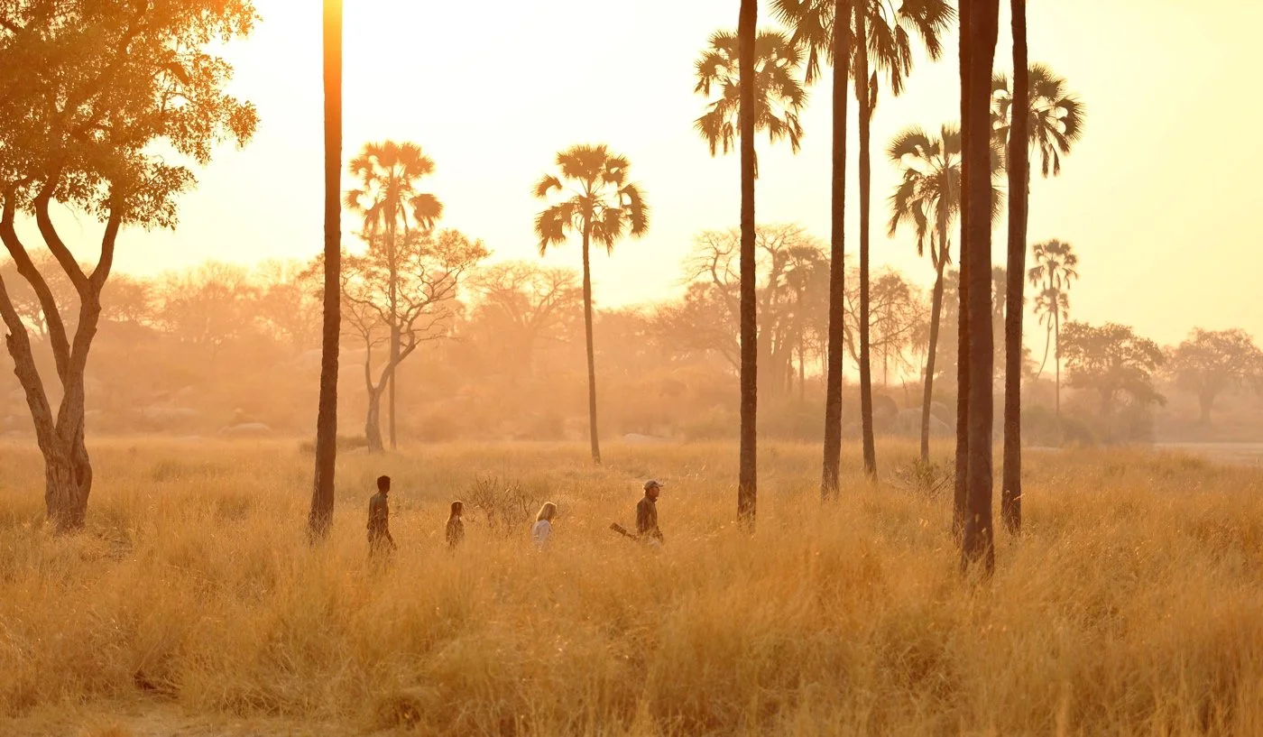 Gåsafari i Ruaha, Tanzania med guide fra Ikuka Safari Lodge i gyllent lys.