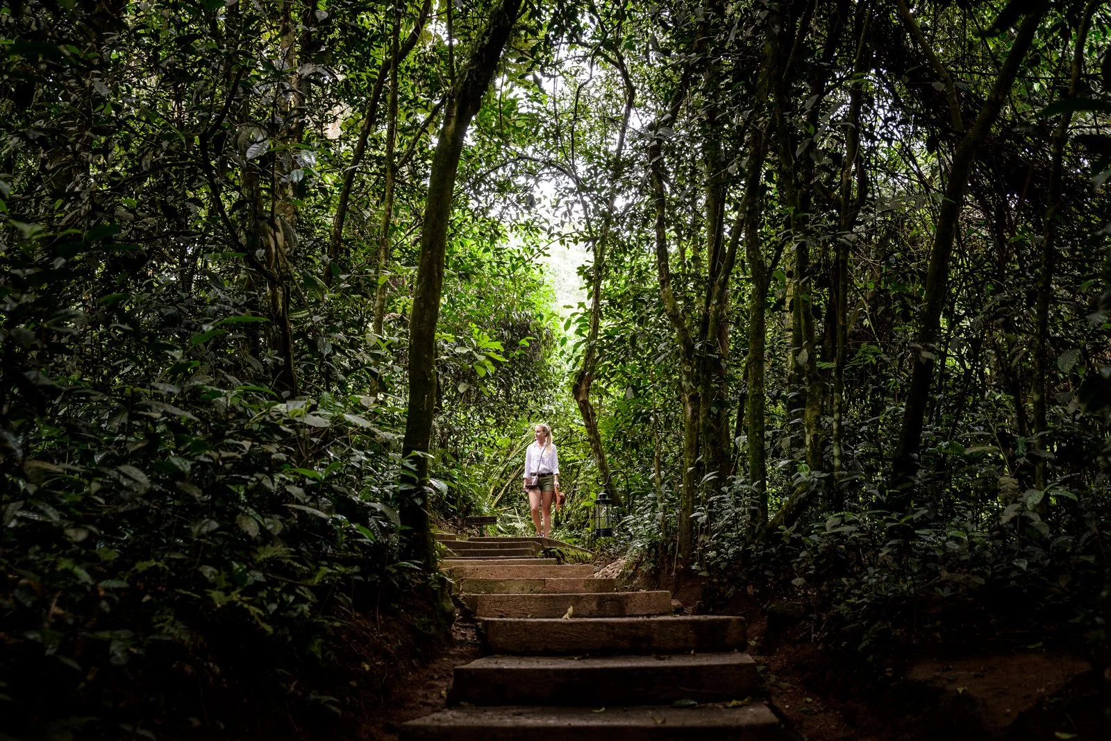 Sti gjennom tett regnskog i Bwindi nasjonalpark under vandring i Uganda