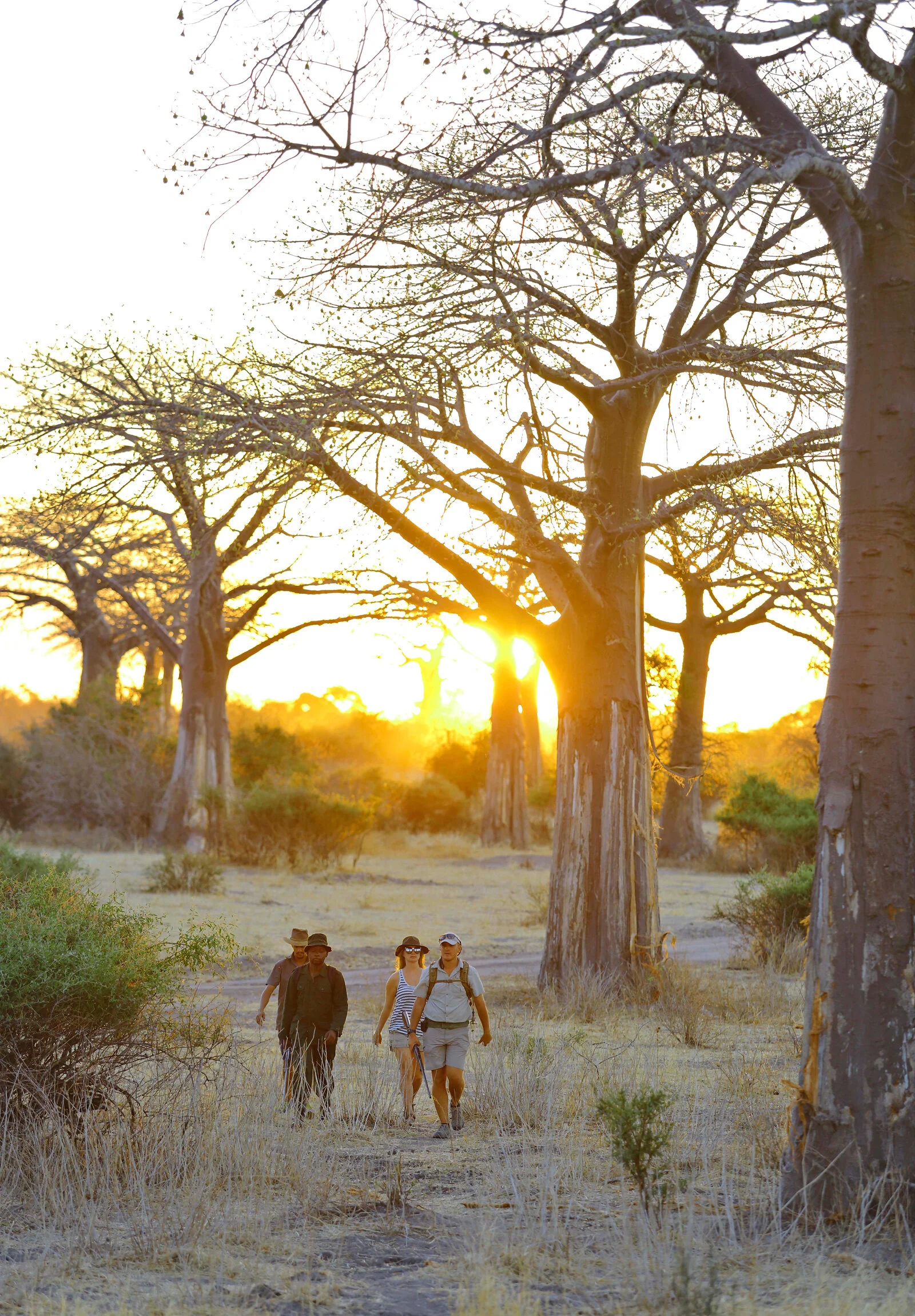 Klassisk gåsafari i Ruaha, Tanzania blant baobabtrær i gyllent solnedgangslys.