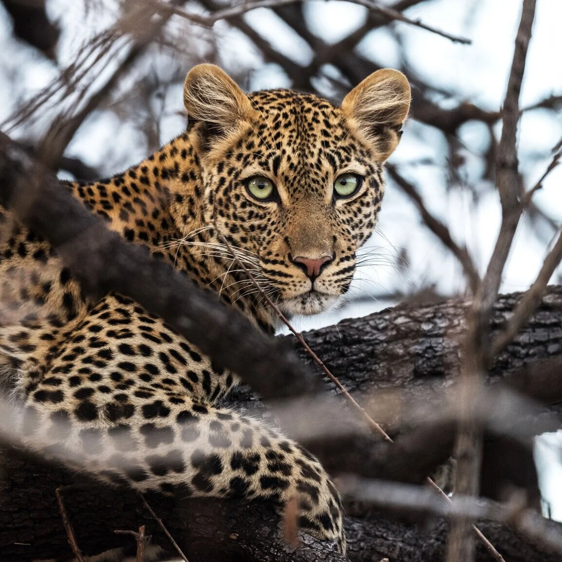 Leopard observert på safari i Afrikas villmark