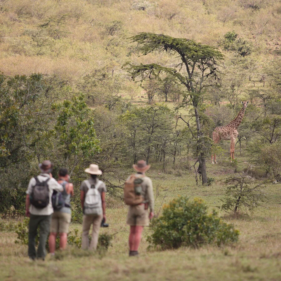 Gjester og guide på gåsafari med Asilia i Naboisho Conservancy i Kenya, med en sjiraff blant trærne foran gruppen.