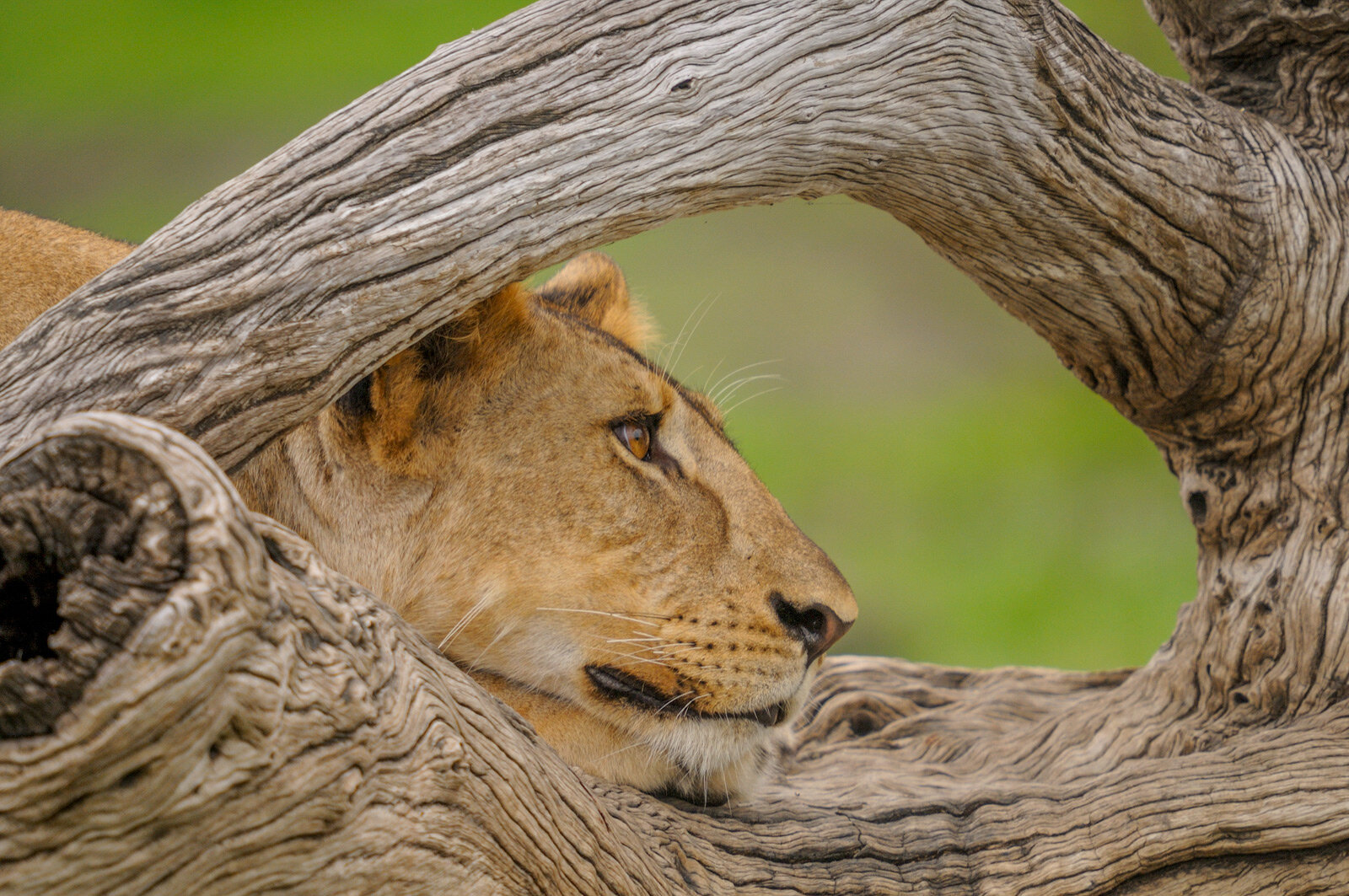 PL-Selous-lion-through-tree.jpg