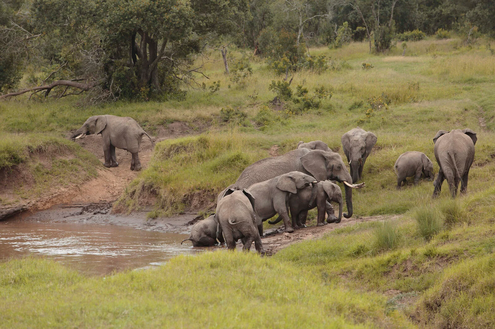 Asilia-Ol-Pejeta-Bush-Camp---herd-of-elephants.jpg