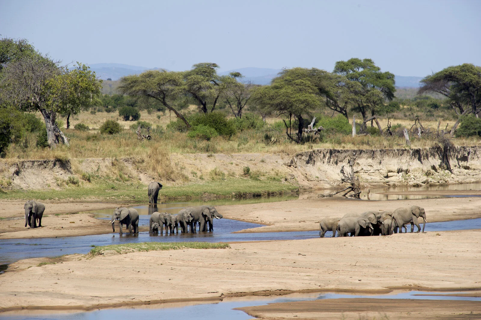 En flokk elefanter ved et grunt elveløp mellom sandbanker i Nyerere nasjonalpark i Tanzania.