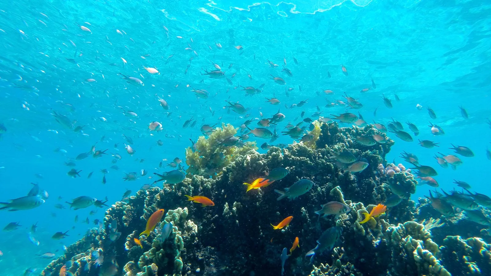 Beste snorkling i Tanzania – kombiner safari og strand