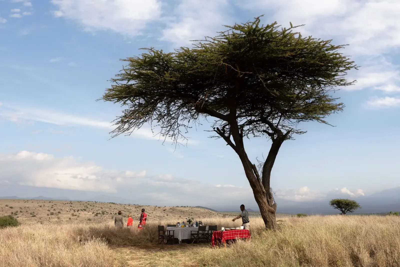 Bord og stoler dekket opp under et stort tre på savannen i Lewa, Kenya.