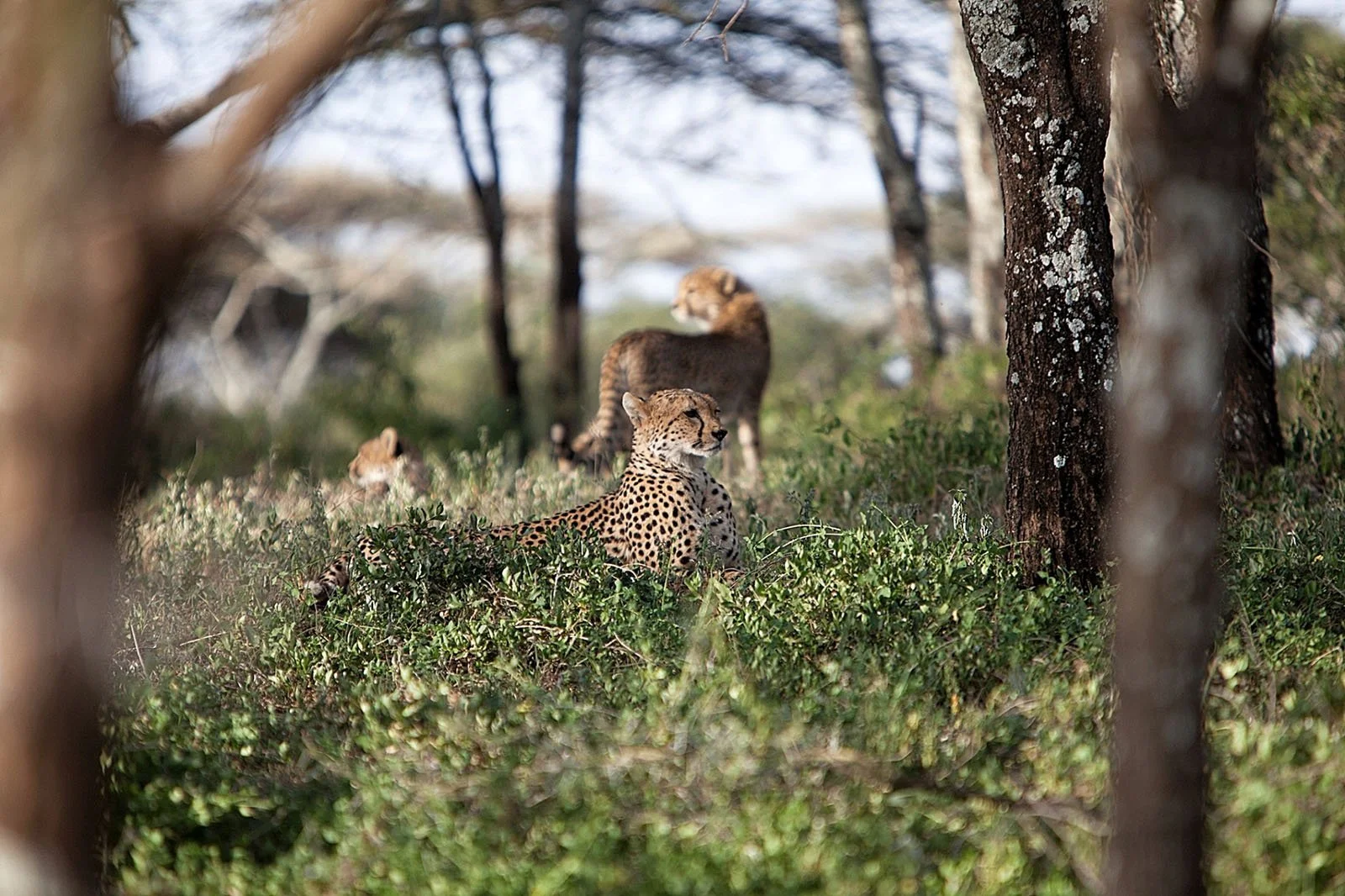Game drive med rikt dyreliv i Serengeti