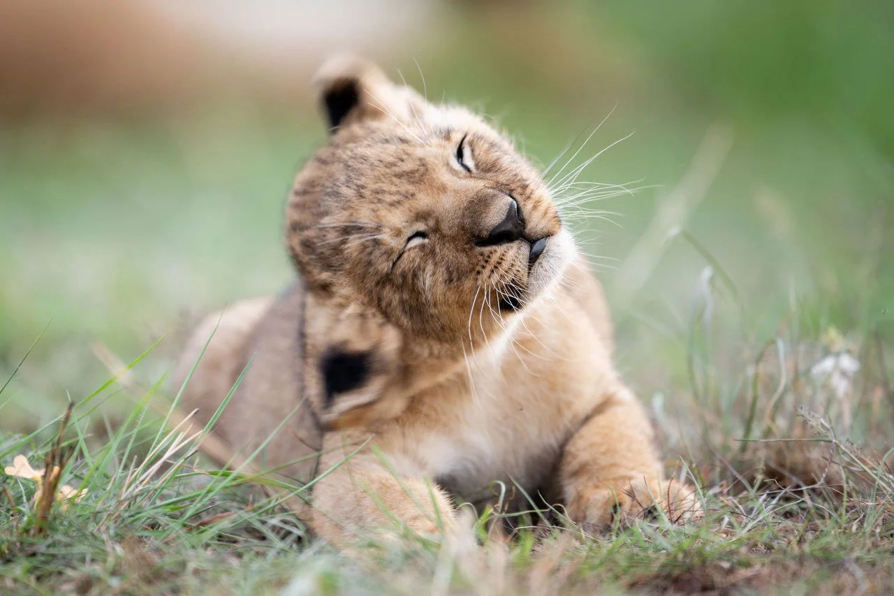 Løveunge på safari i Afrika i gyllent savannelandskap