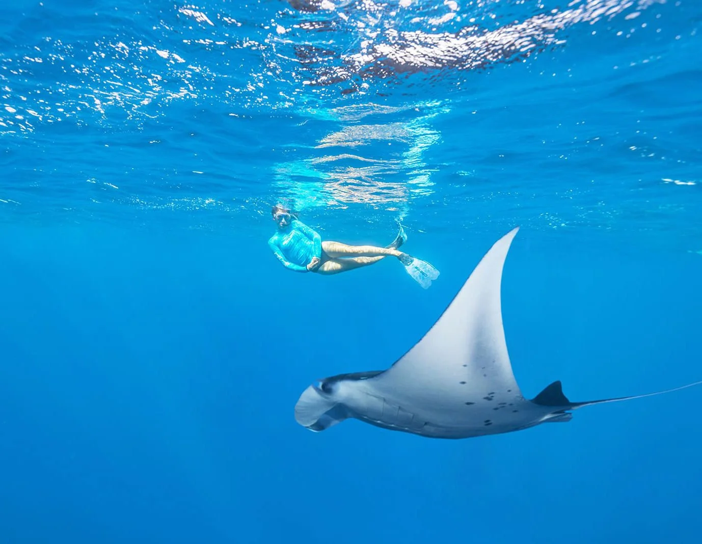 Snorkling med rokke på Seychellene etter safari i Kenya