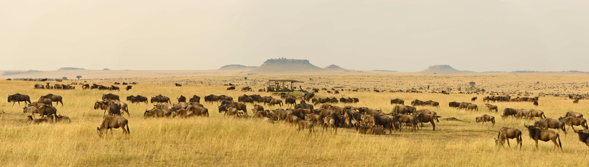 Store flokker med gnuer på gylne gressletter, med lave åser i bakgrunnen i Serengeti.