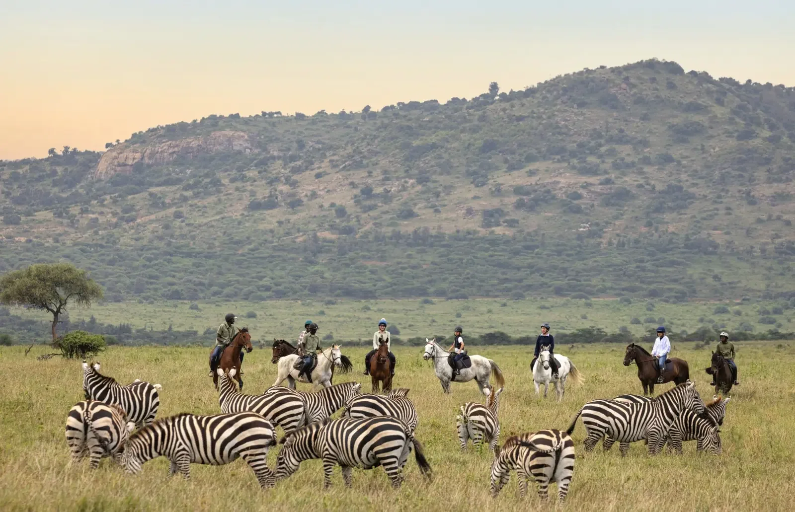Opplev ridesafari i Kenya fra hesteryggen, med sebraer ute på sletten.