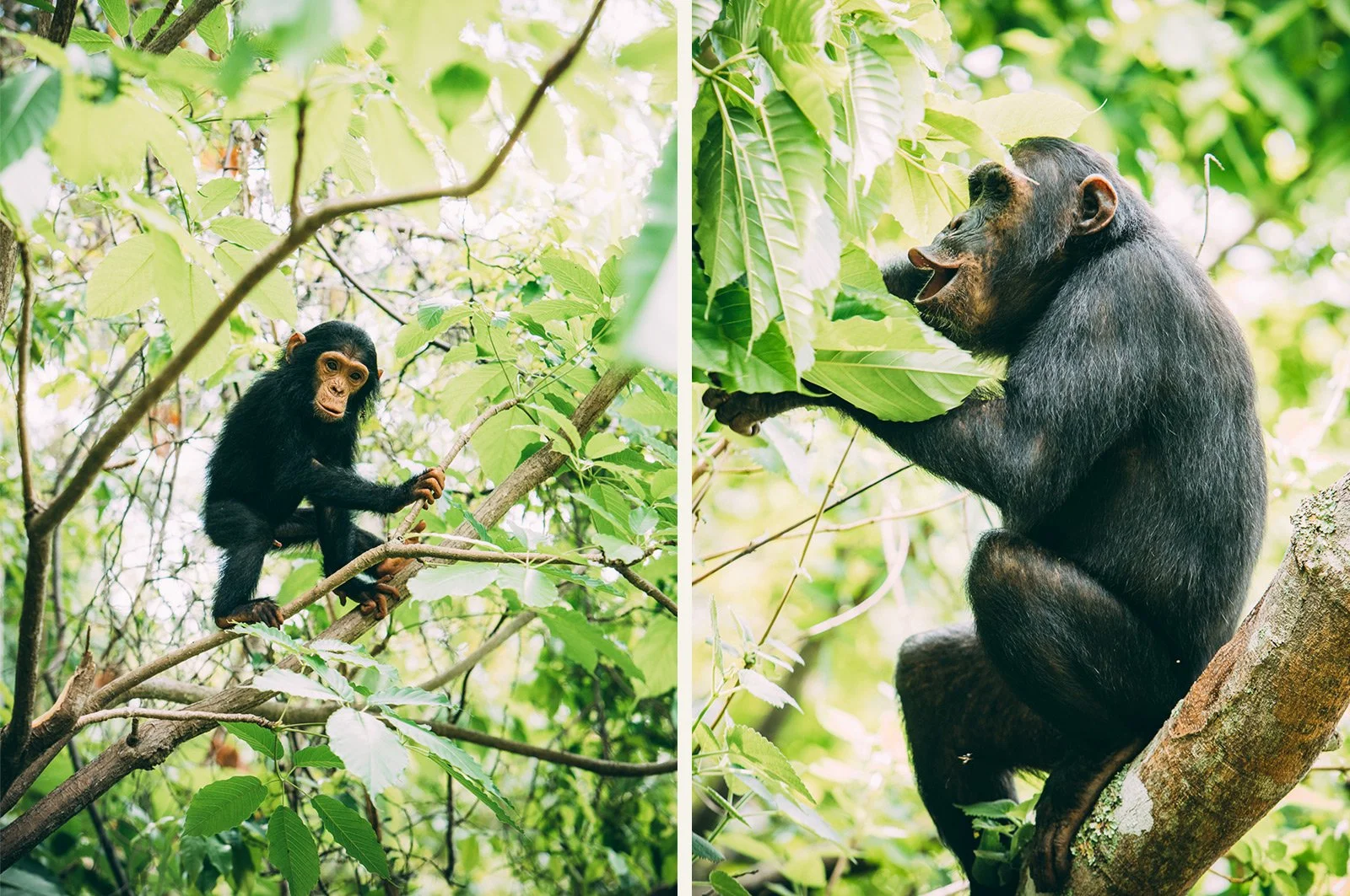 Dra på sjimpansesafari i Tanzania og opplev Mahale Mountains nasjonalpark ved Tanganyikasjøen. Sammen med erfarne guider følger dere sjimpansene i regnskogen og får unike møter med flokker som leker, jakter og lever i sitt naturlige miljø.