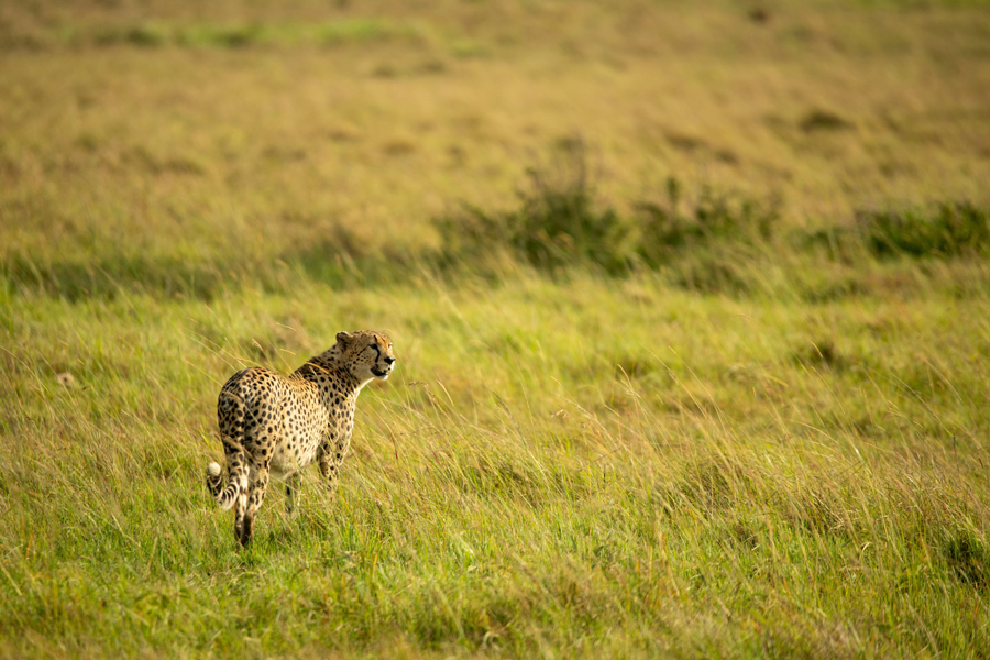 Safari fra januar til mars er vakkert og grønt i Tanzania.
