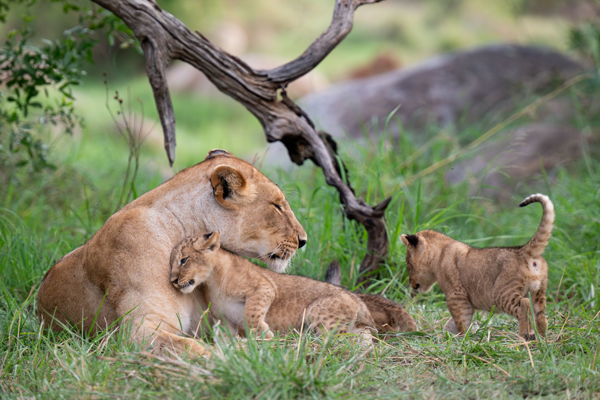 Safari i Tanzania - løvunger og løvemor i Serengeti