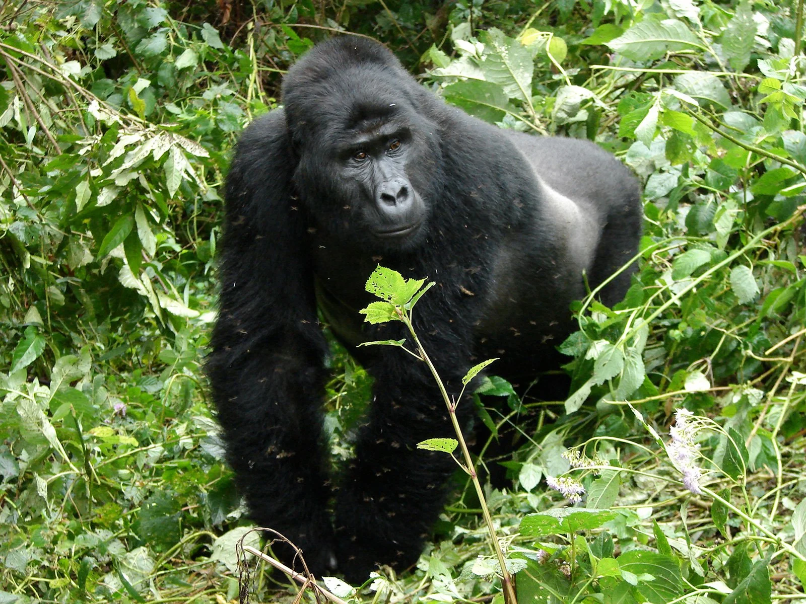 Fjellgorilla i Bwindi nasjonalpark under gorilla trekking i Uganda