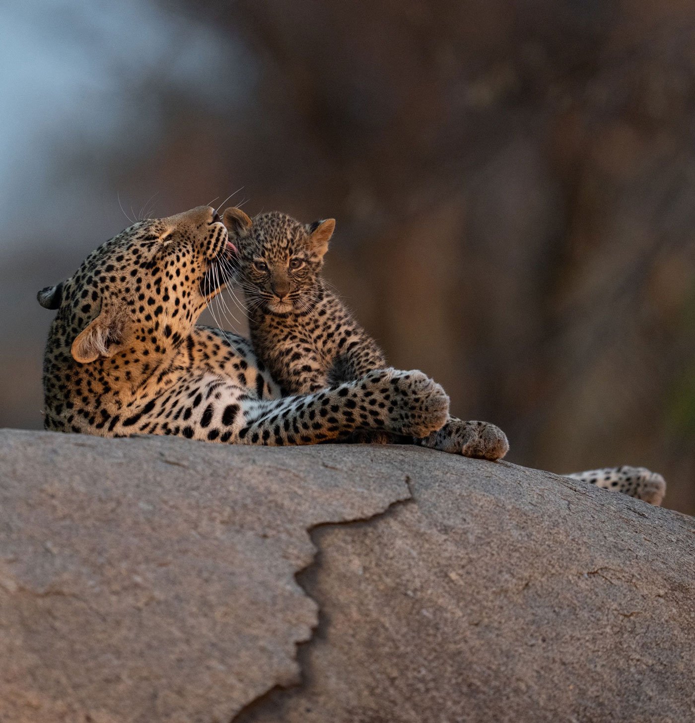 En voksen leopard og en leopardunge ligger tett sammen på en stor, flat klippe.