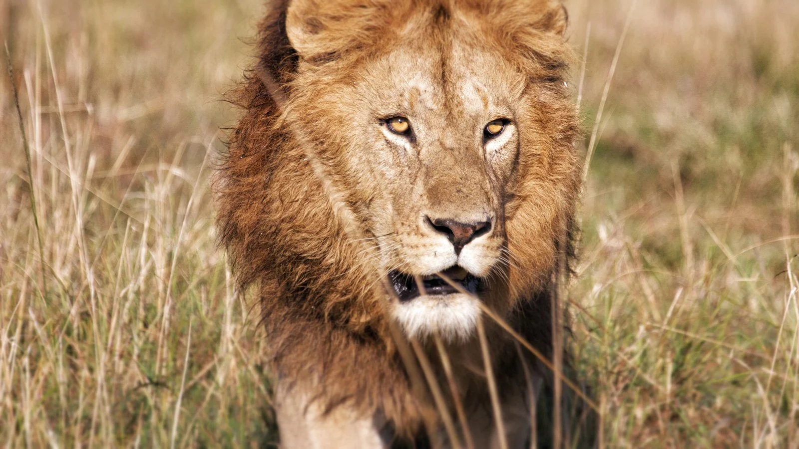 Løve i Masai Mara