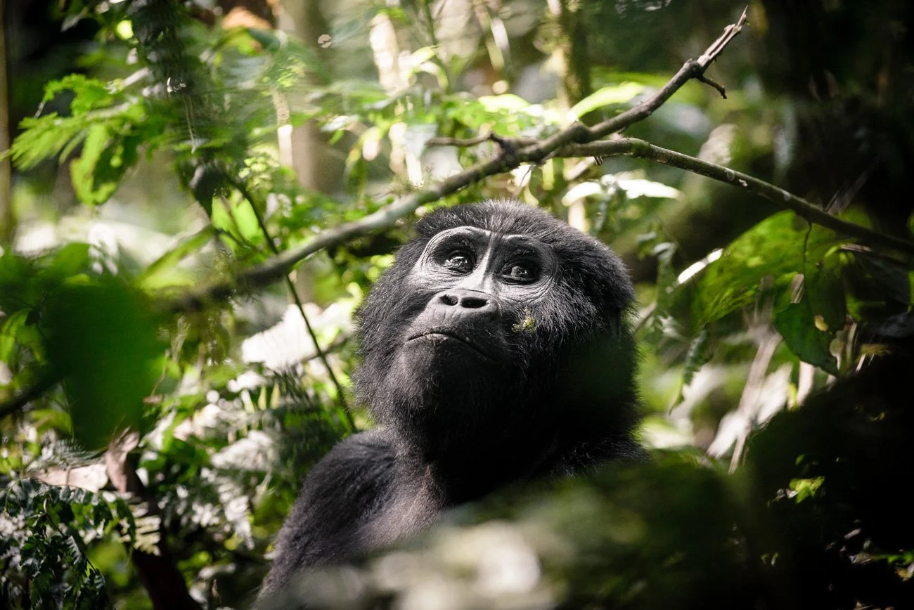 Safari i Uganda er magisk. Bli med på et magisk møte med gorillaene i Uganda - kontakt oss for å skape en eventyrlig reise!