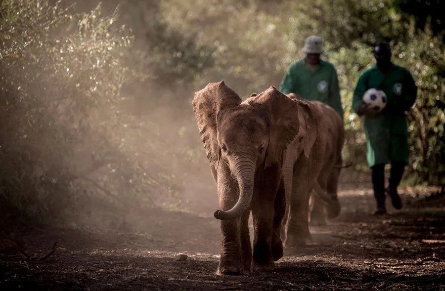 Elefantunge ved Sheldrick Wildlife Trust – Kenyas bevaringsarbeid.
