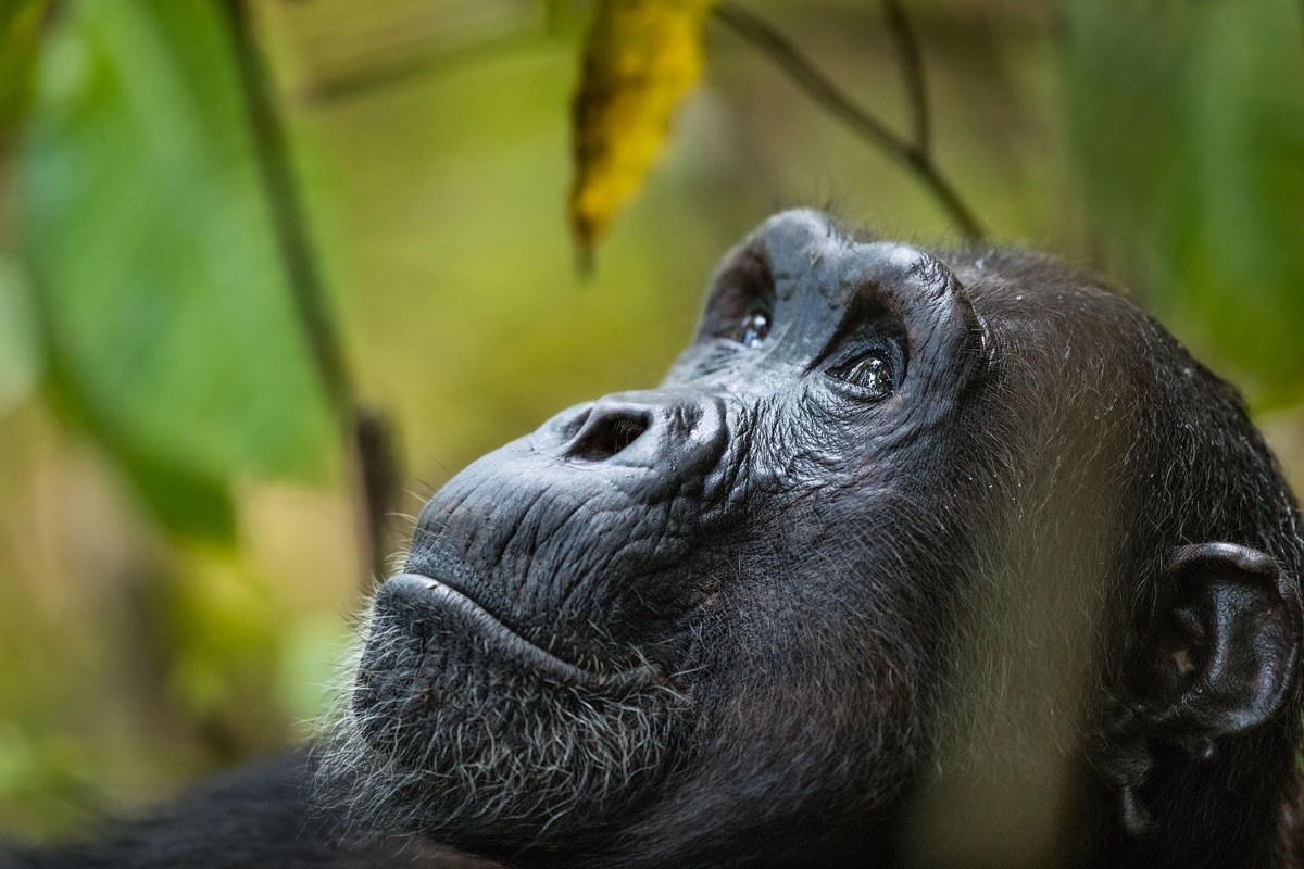 Sjimpansesafari i Afrika