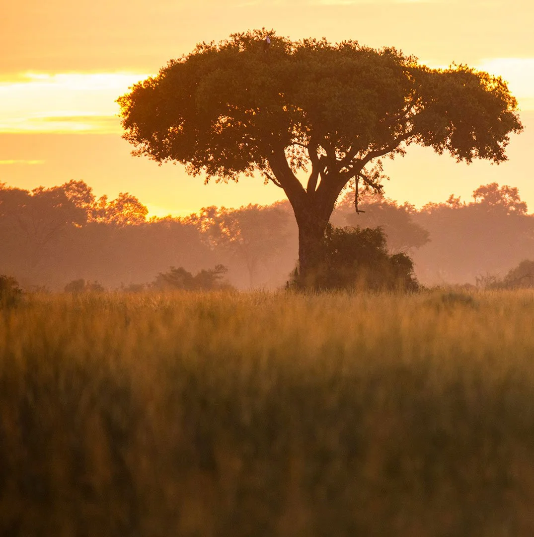 Safari i Afrika – skreddersydd luksusreise