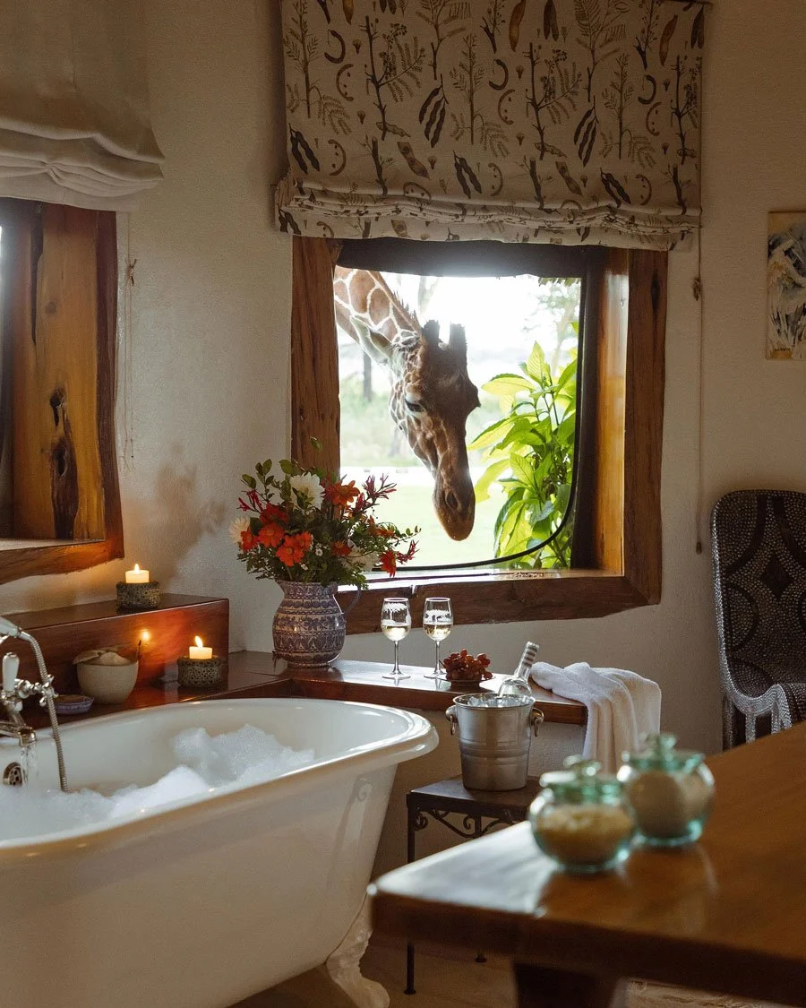 Eksklusiv lodge i Lewa Conservancy – safari med sjiraffer på plenen.