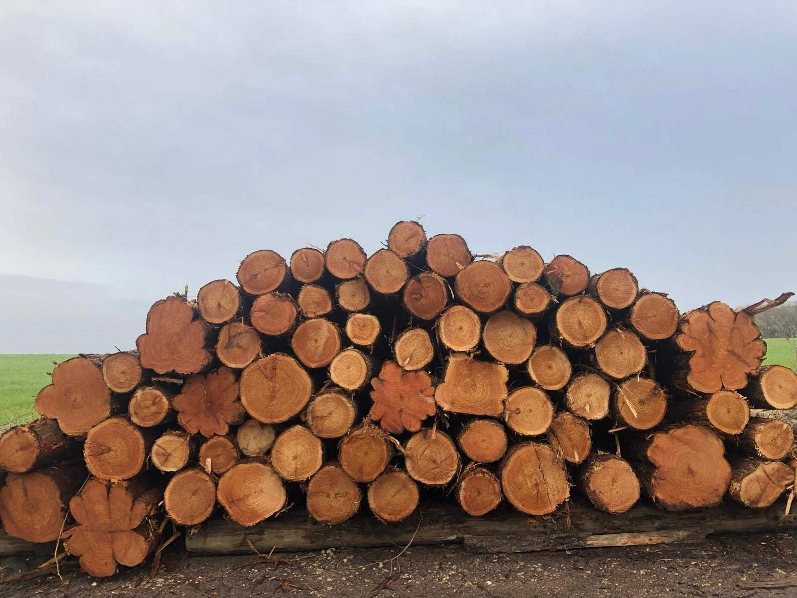 Chessell Woodyard - Isle of Wight Wood, Logs, Firewood, Kindling