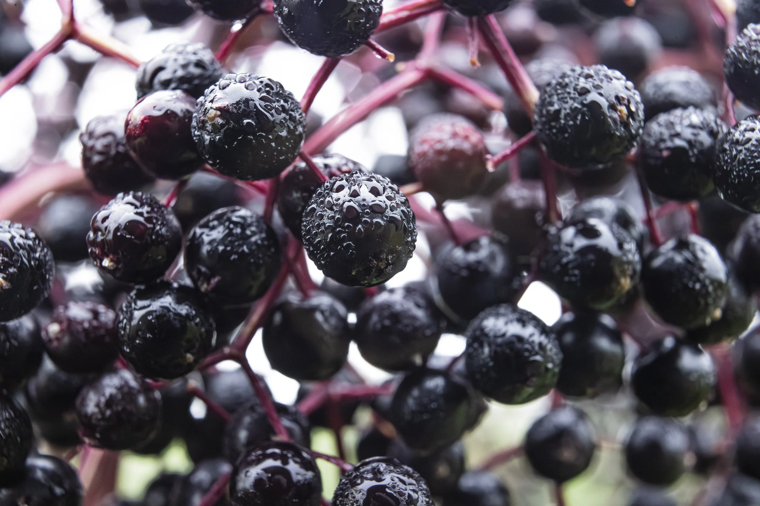 210819_ABC_elderberries_0120.JPG