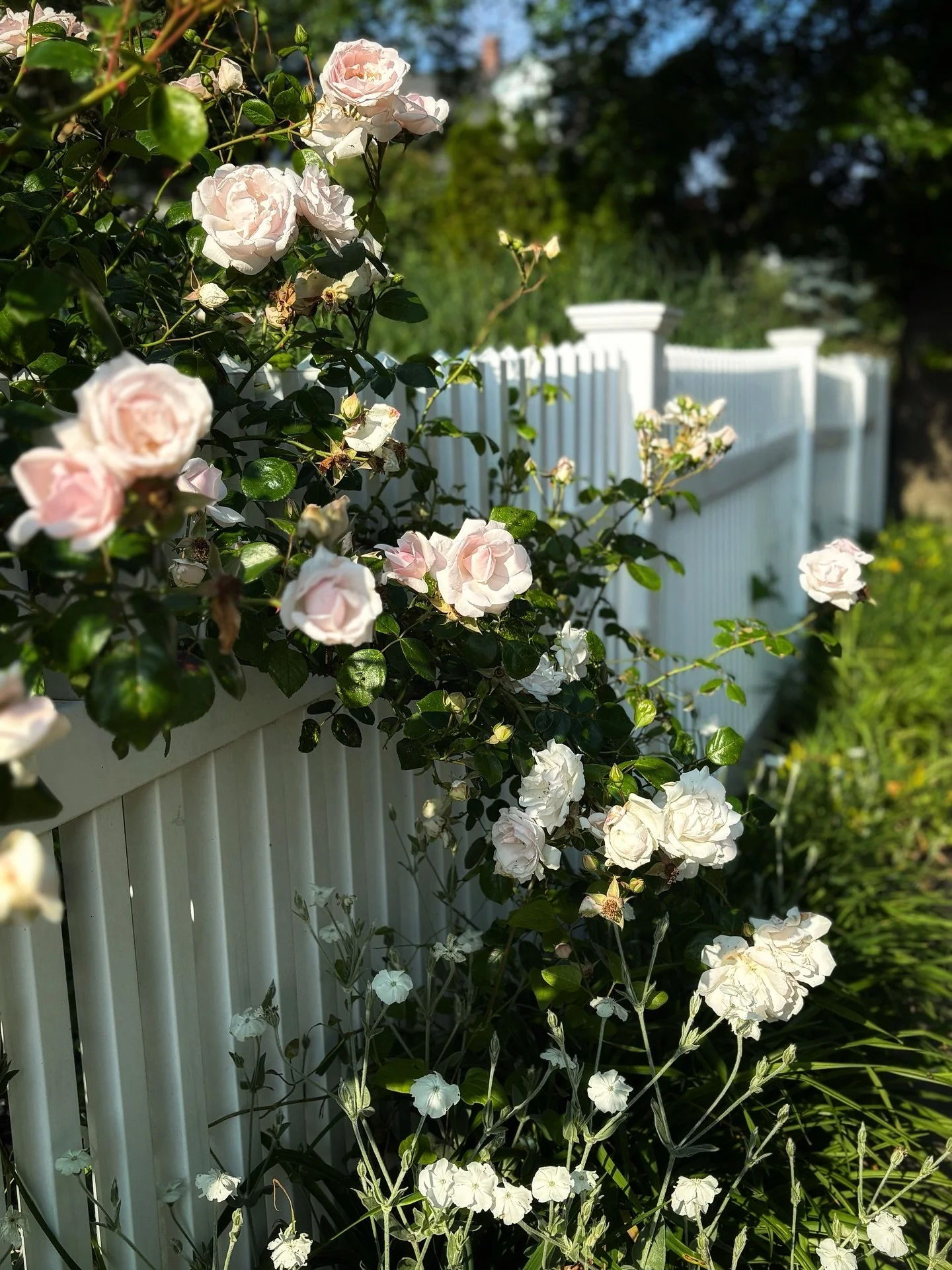 summertime in new england ⊹ shoreline scenes in maine and connecticut