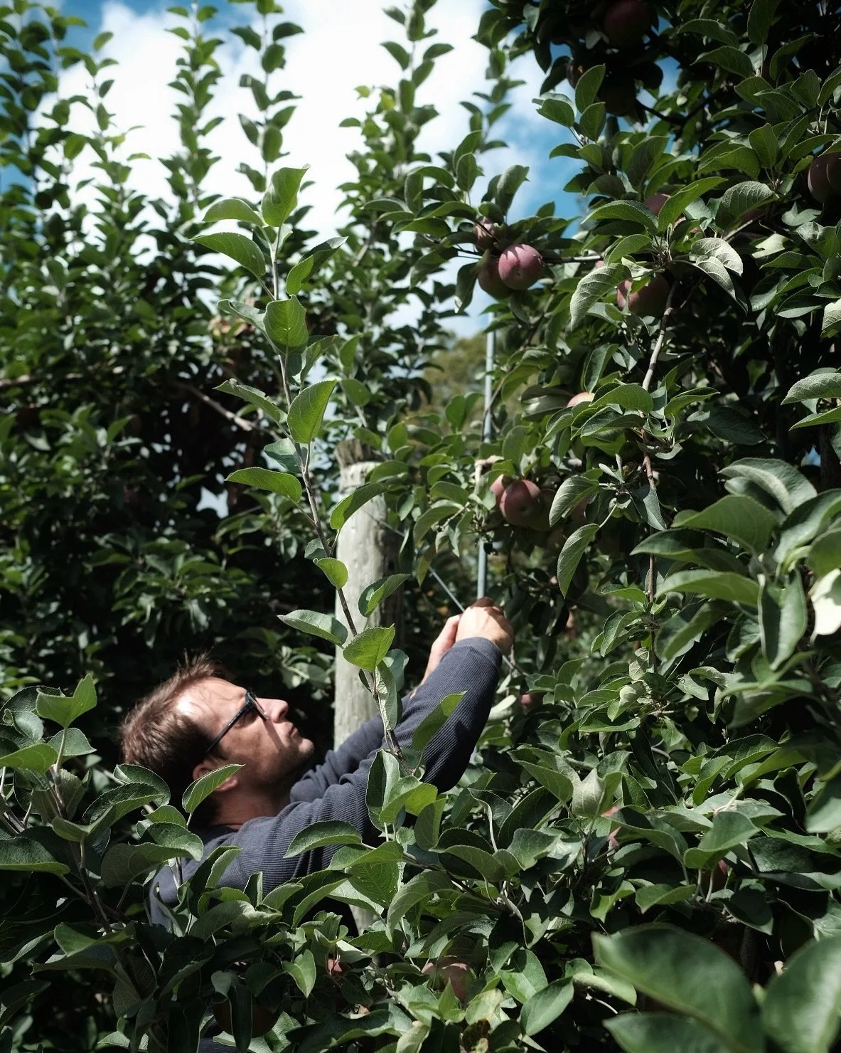 first tastes of fall: apple picking (and plenty of sampling) ⊹ burtt&rsquo;s orchard, vermont