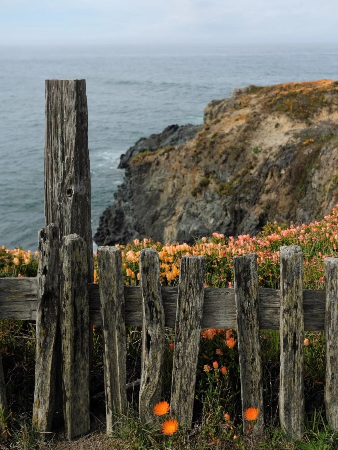 searching for whales, wandering the bluffs and catching the light ⊹ sonoma coast, california
