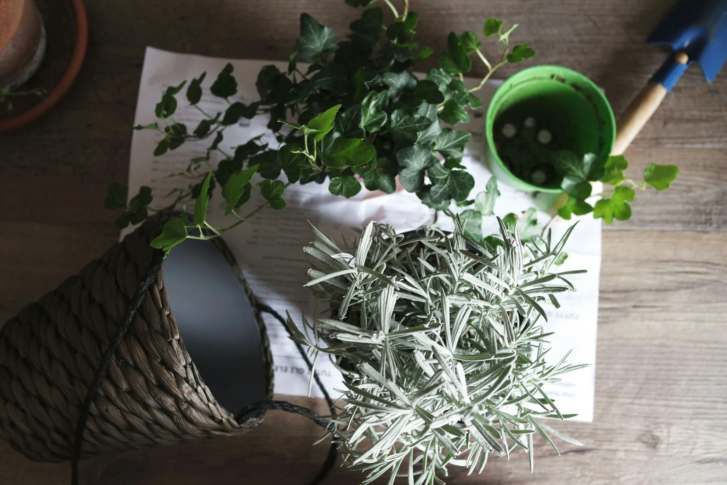Herbs on a table illustrating an intentional approach to edible garden planning.
