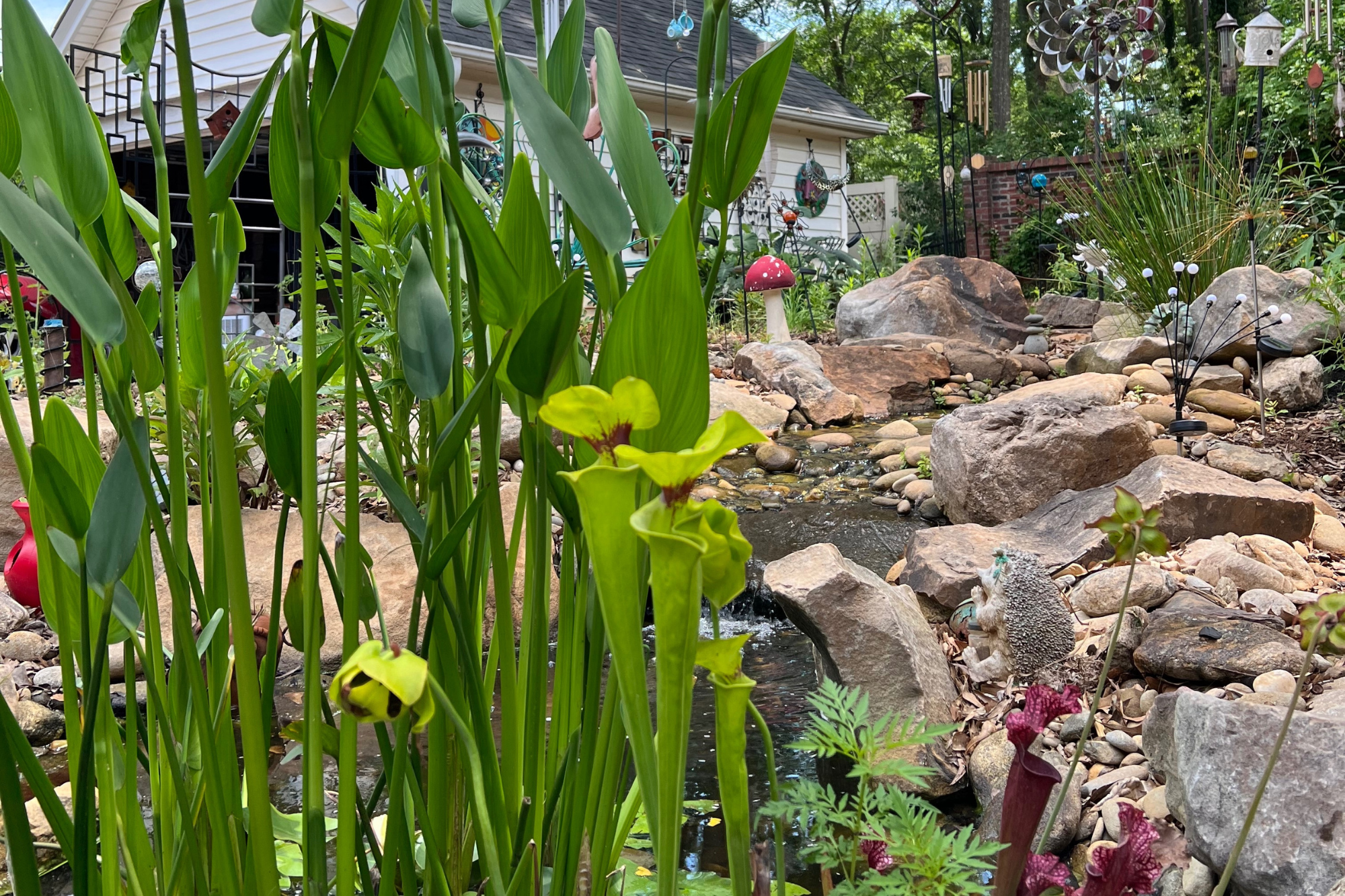 Native aquatic plantings along a rock-lined stream and pond water feature in a residential landscape.