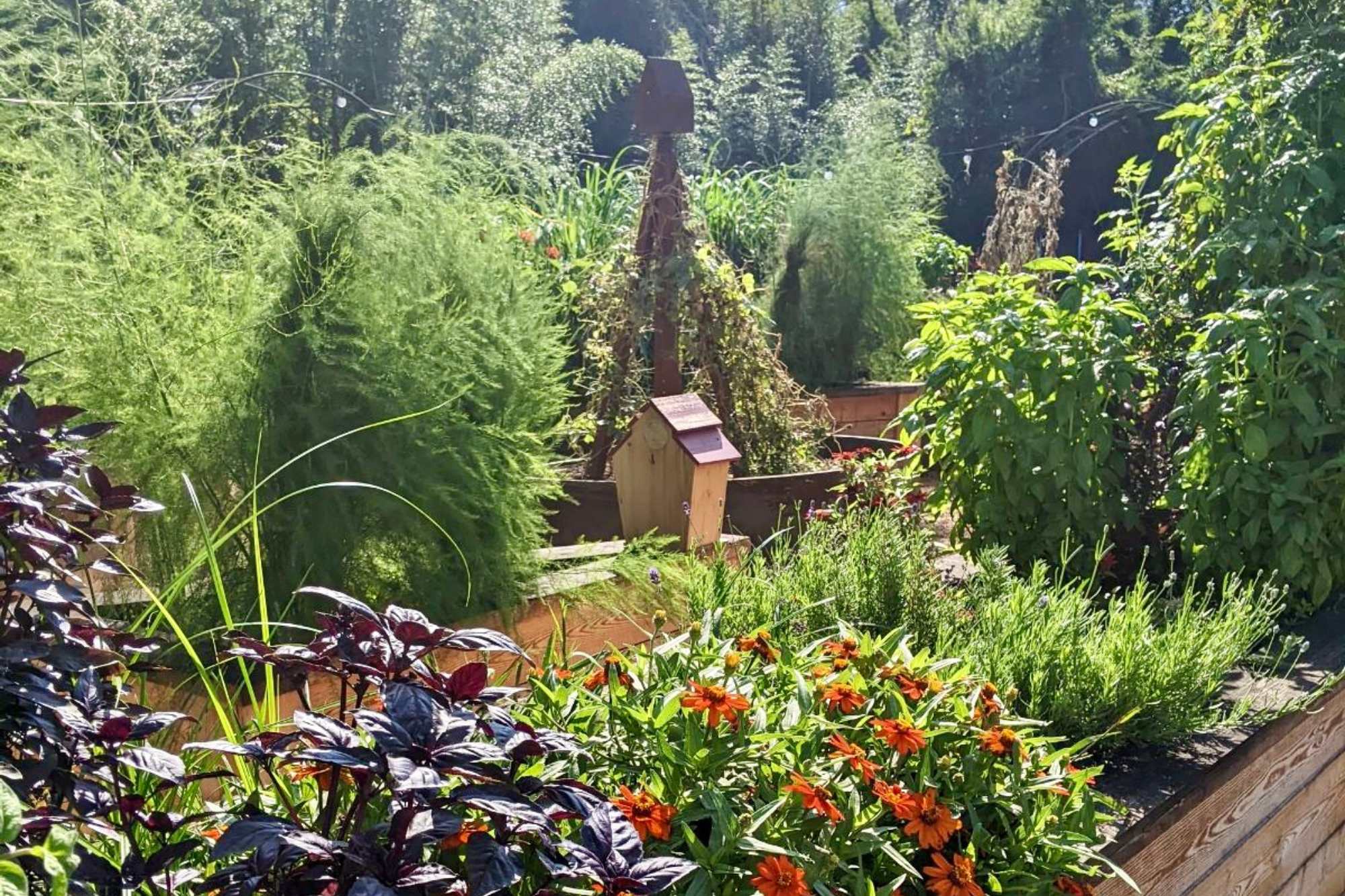 Mixed edible and flowering plants growing within a raised kitchen garden bed.