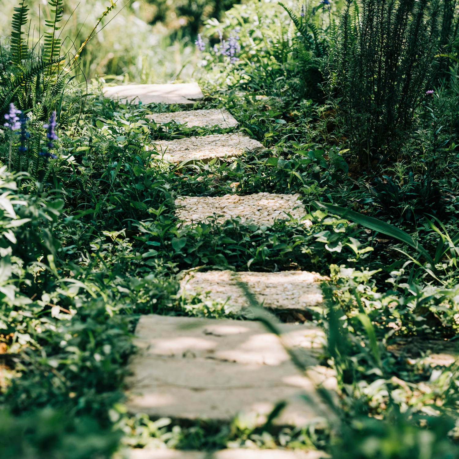 Garden path integrated into an ecological landscape design with native plants, illustrating a system-based approach to long-term landscape planning in Upstate South Carolina.