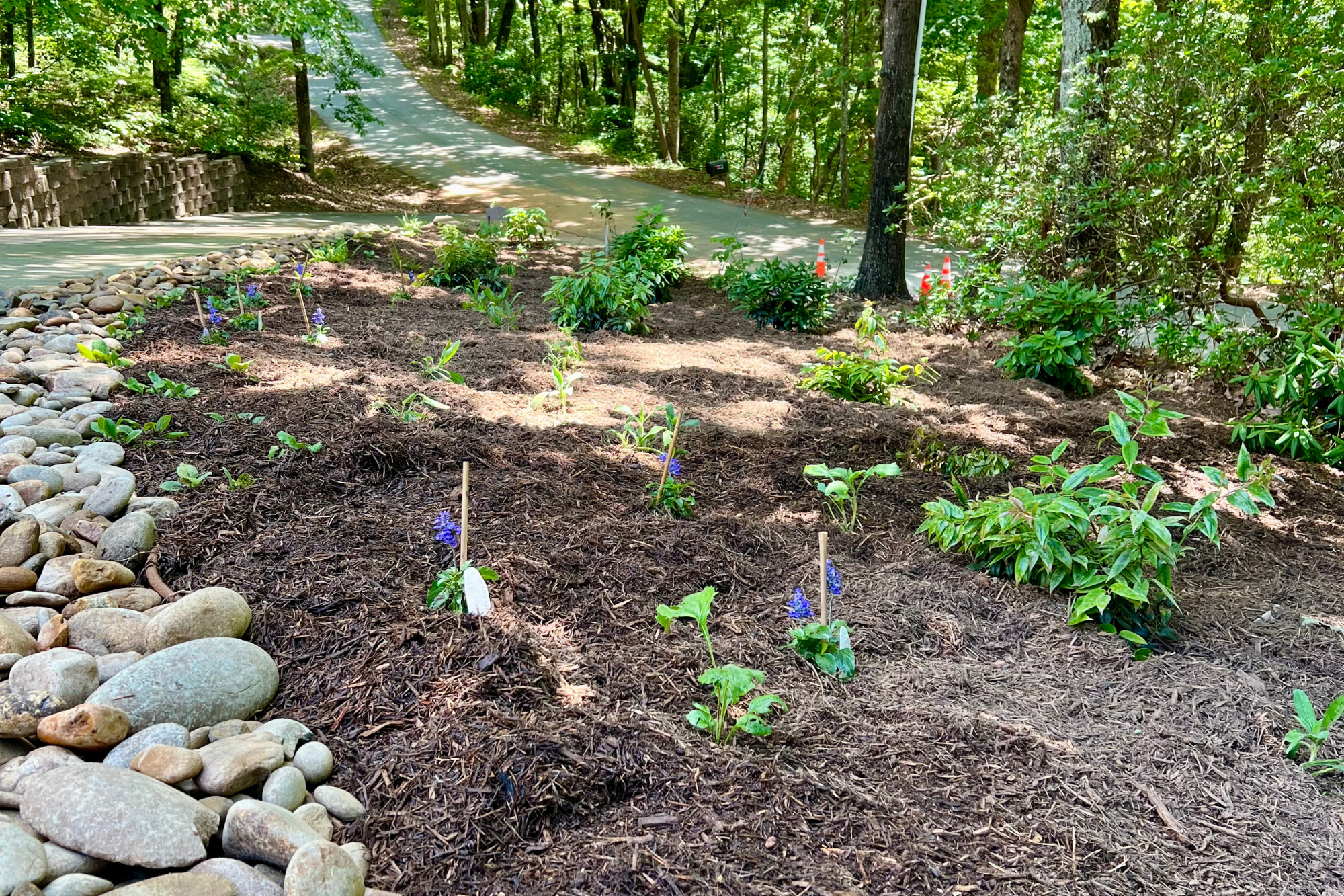 Native Shade Planting on Sloped Site