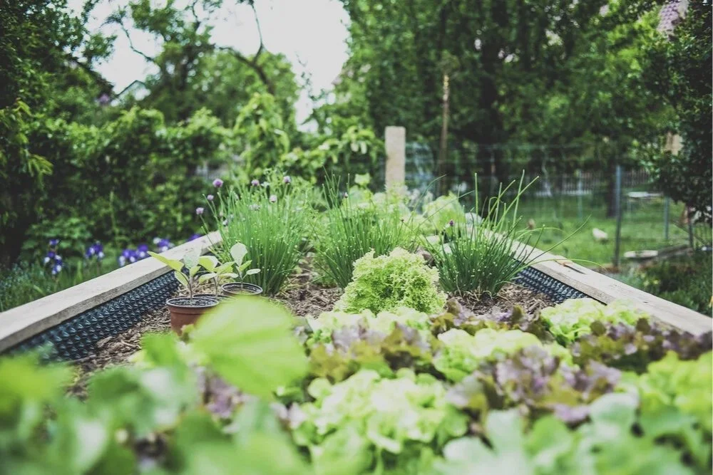 raised vegetable garden with mixed edible plants