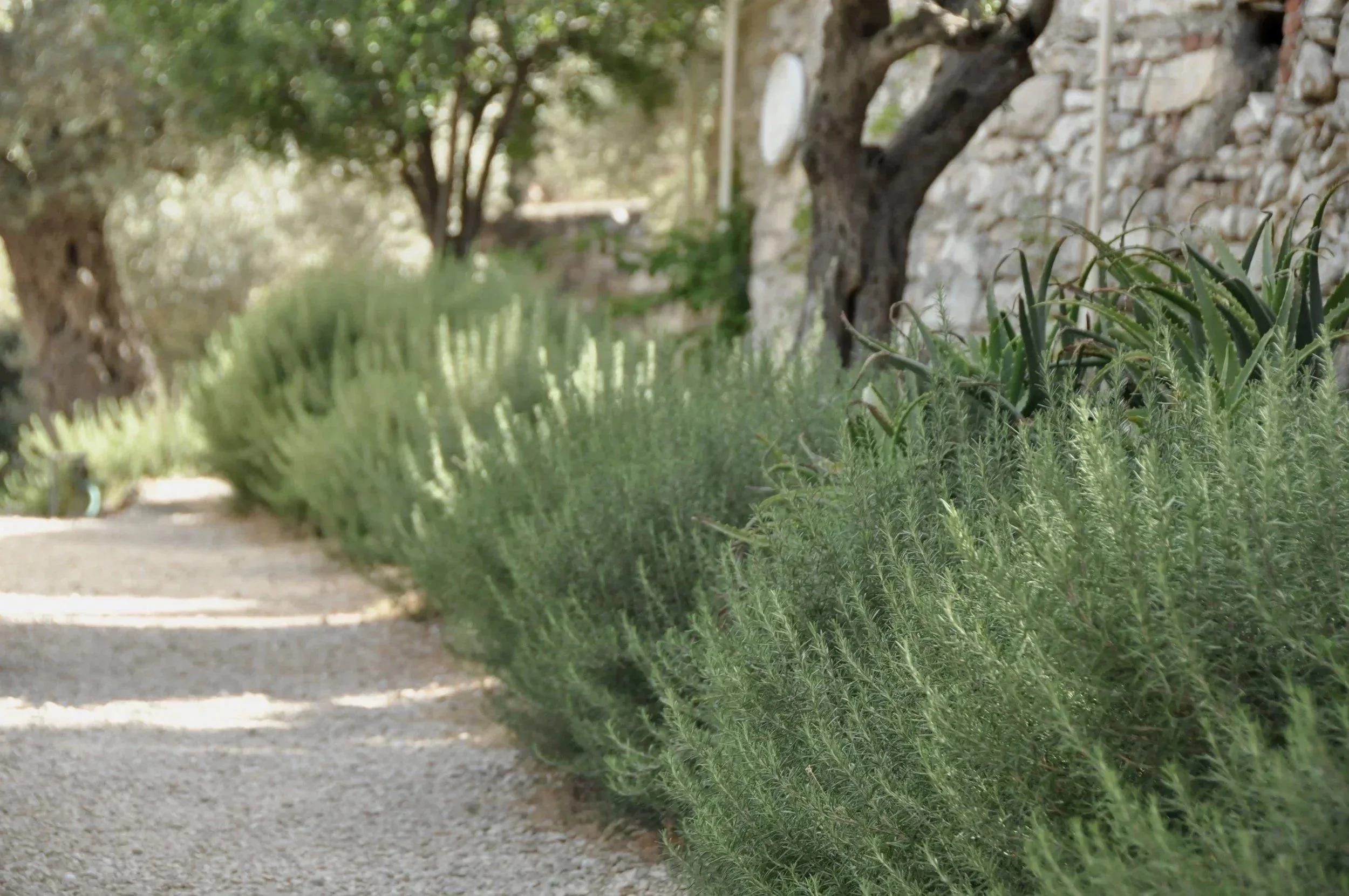 Maintained garden pathway bordered by perennial plantings, representing ongoing garden coaching and seasonal landscape care.