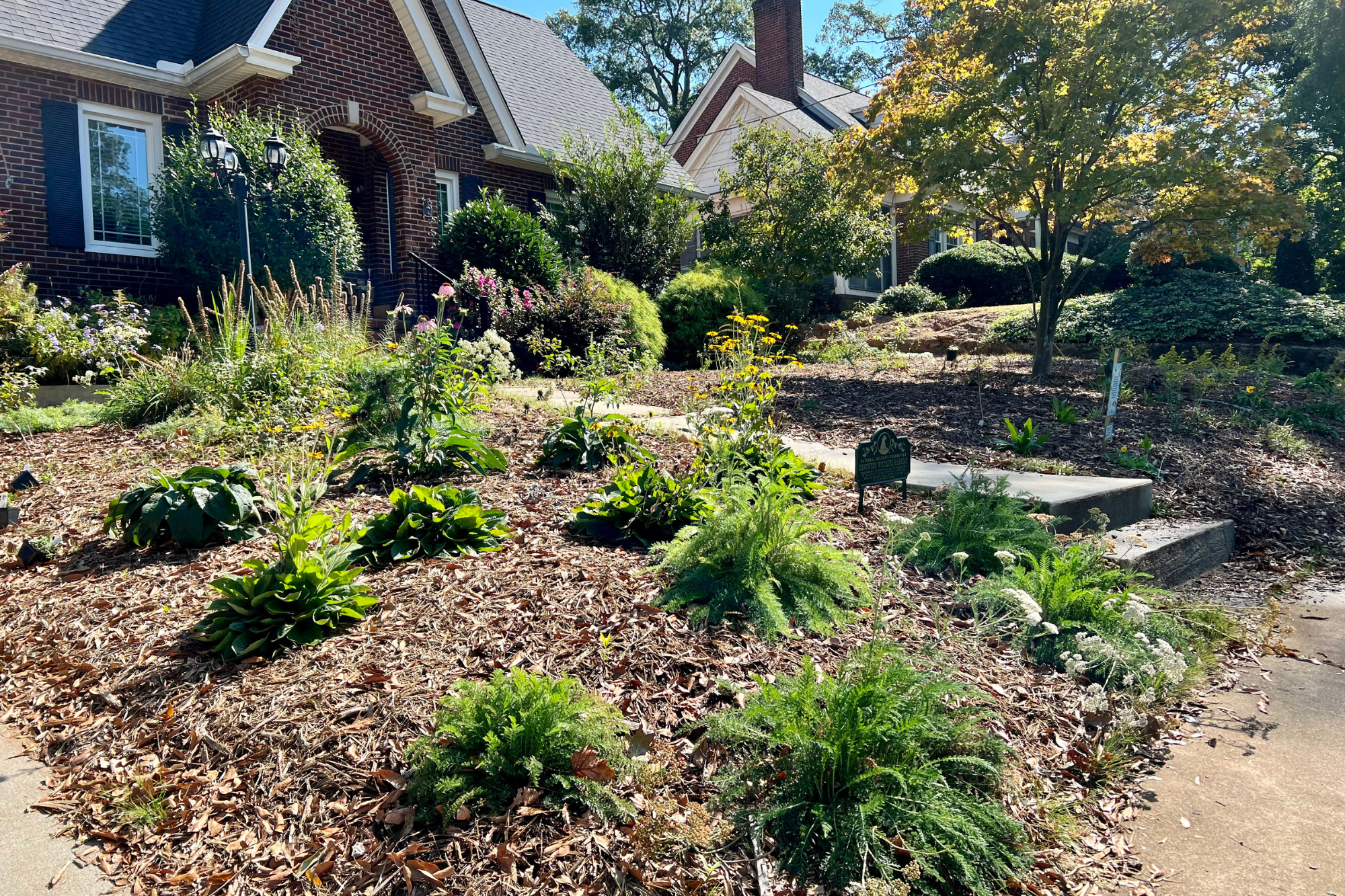 Established native planting on a front yard slope with layered perennials and groundcover mulched for erosion control and seasonal interest.
