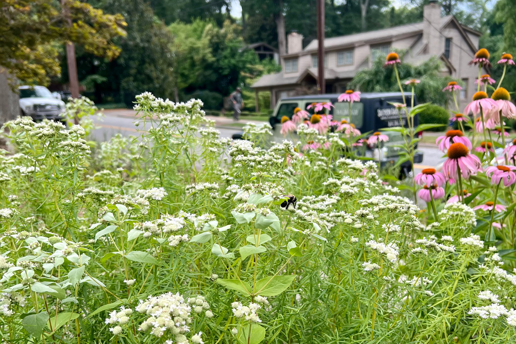 Pollinator-focused native planting with flowering perennials along a residential street, supporting bees while softening the public-facing landscape.