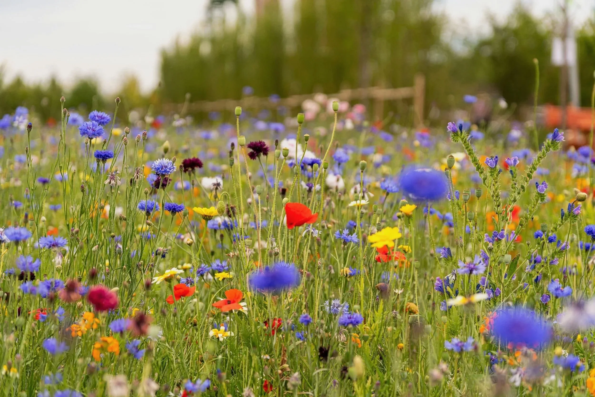 Native wildflower meadow and ecological planting designed as part of an edible landscape system in Upstate South Carolina.