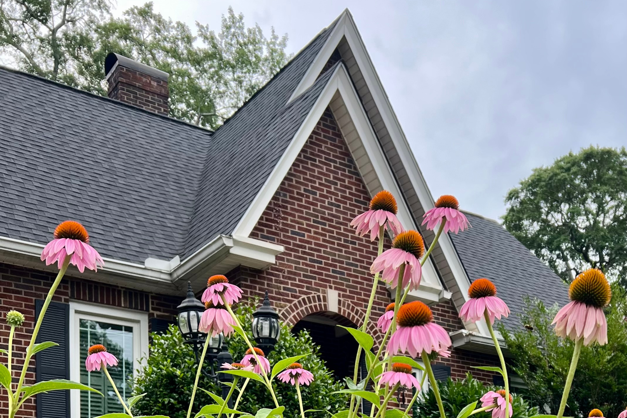 Native coneflowers blooming in a front yard landscape designed to complement a brick home with low-maintenance, pollinator-friendly planting.